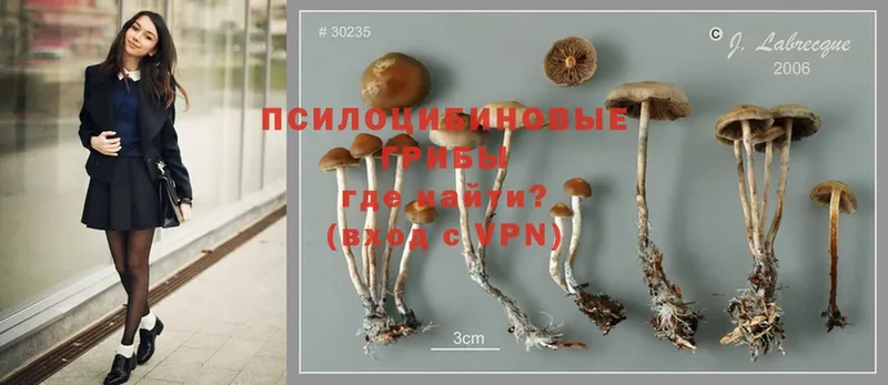 закладка  shop клад  Псилоцибиновые грибы Psilocybe  Мурино 